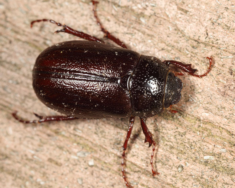 Phyllophaga marginalis