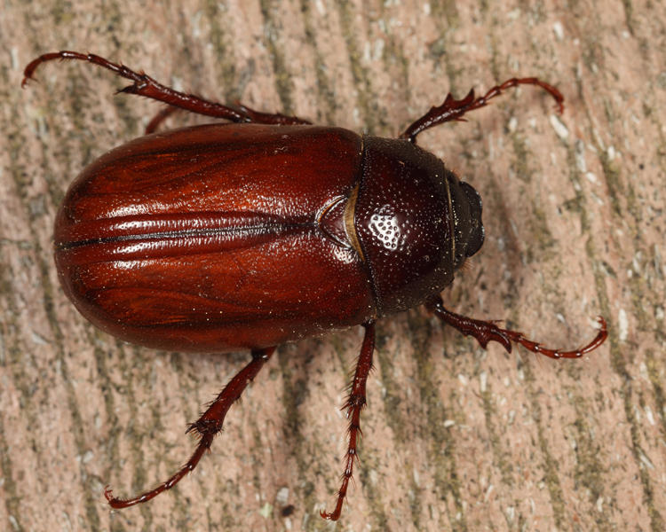Phyllophaga forsteri