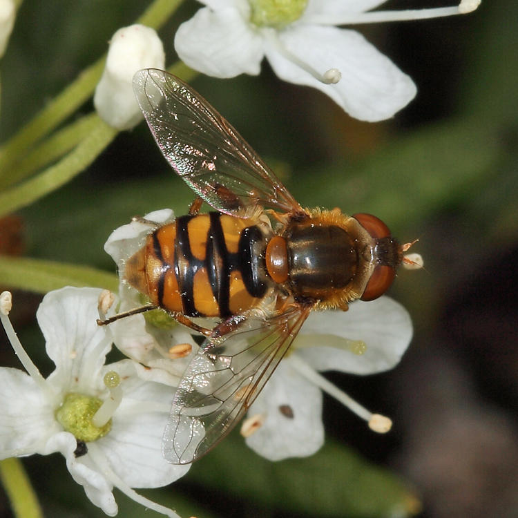 Parhelophilus obsoletus