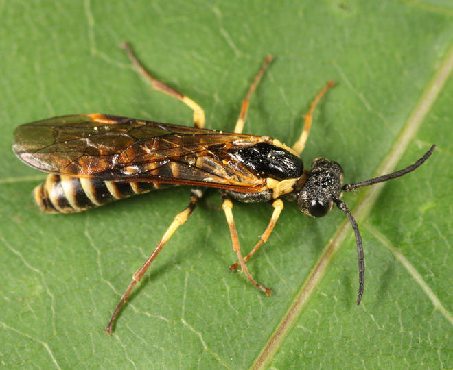 Strongylogaster multicincta