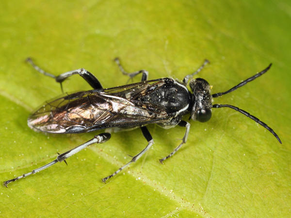 Macrophya tibiator