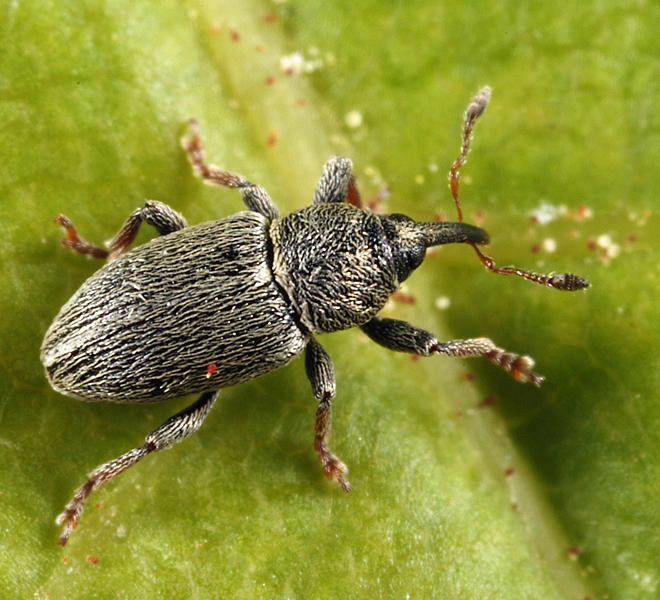 Clover Seed Weevil - Tychius picirostris