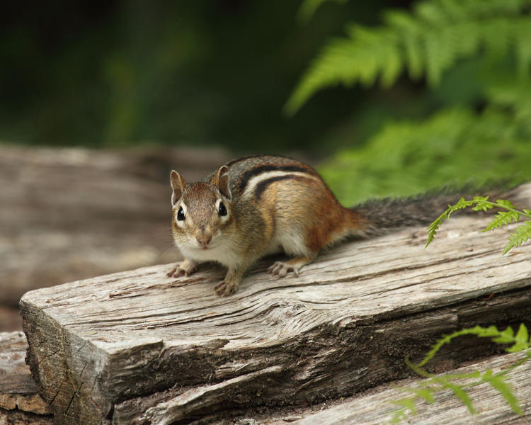 Eastern Chipmunk - Tamias striatus