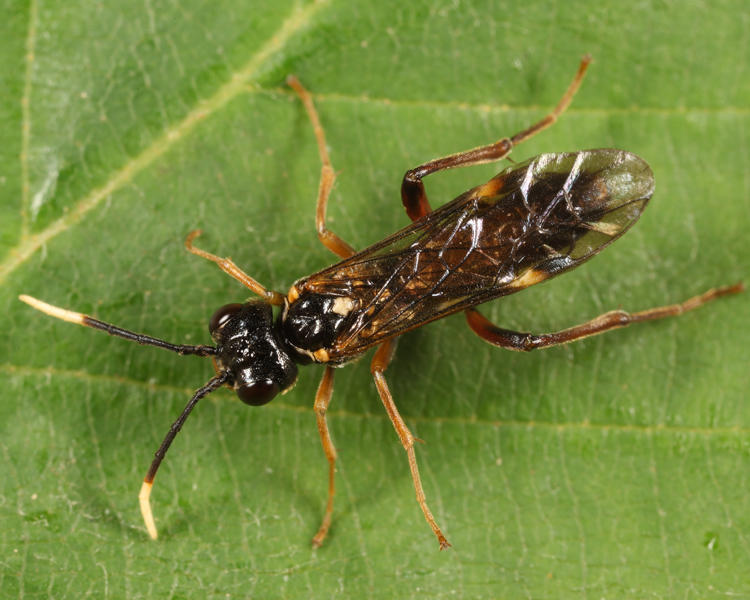 Taxonus terminalis