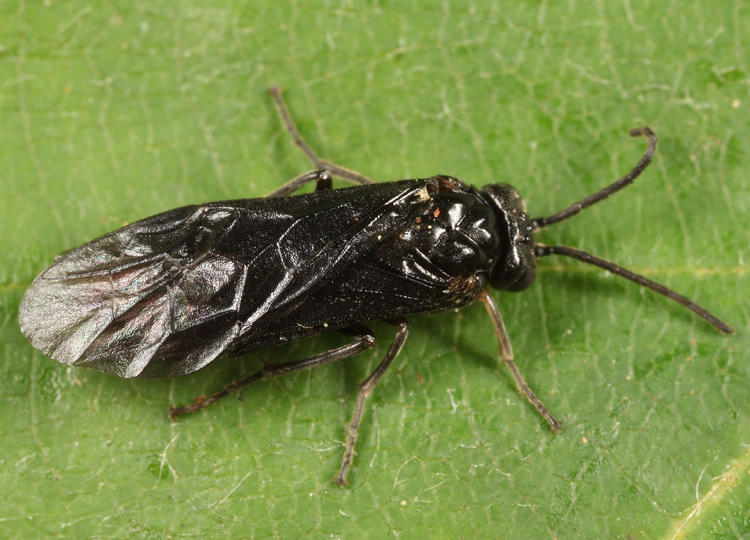 Rhadinoceraea nubilipennis