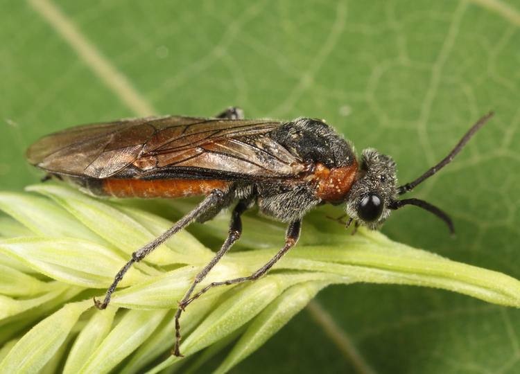 Dolerus tibialis conjugatus