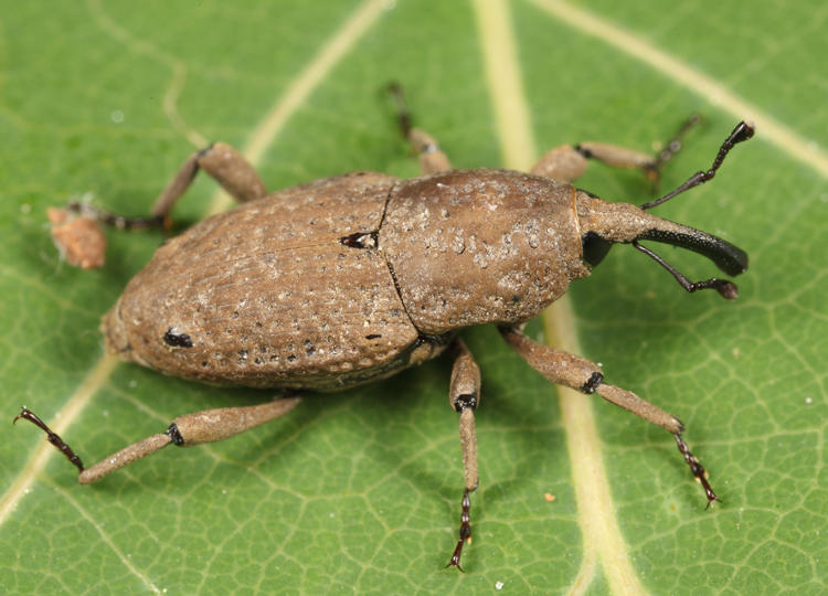 Southern Corn Billbug - Sphenophorus callosus