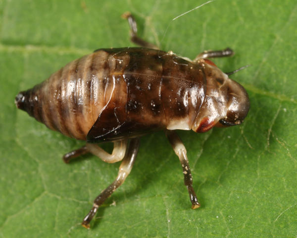 Pine Spittlebug nymph - Aphrophora cribrata