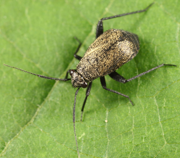 Orthocephalus coriaceus (female)