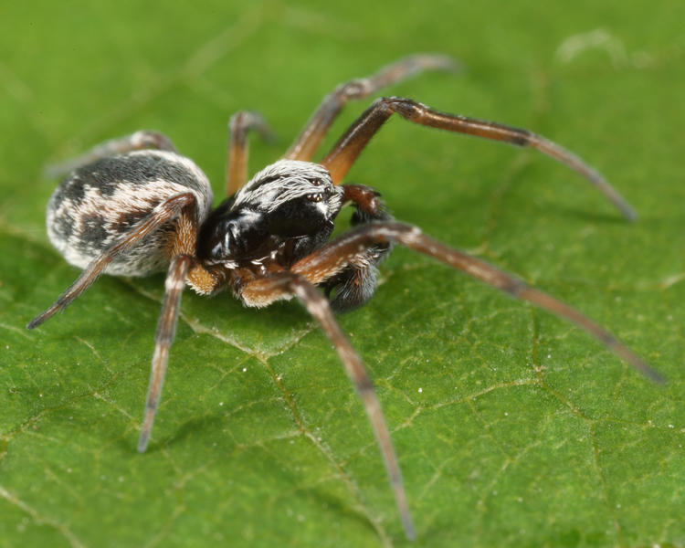 Dictyna coloradensis