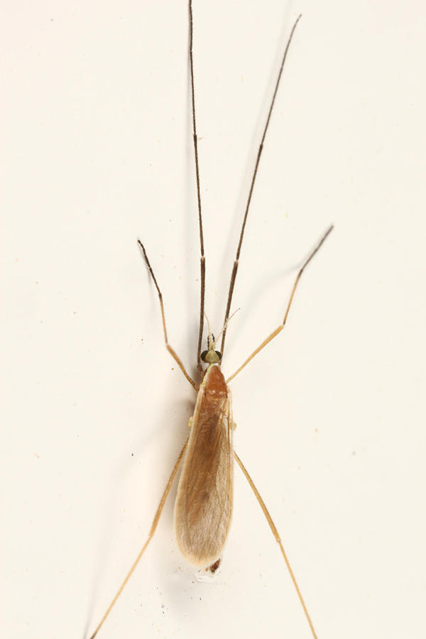 Molophilus sp.