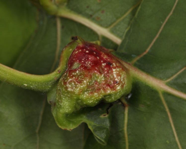 Pemphigus populicaulis