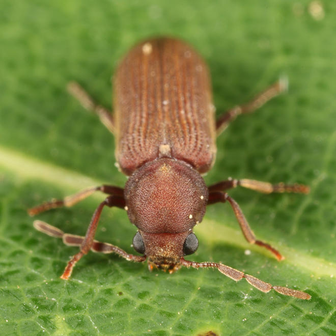 Eastern Deathwatch Beetle - Hemicoelus carinatus