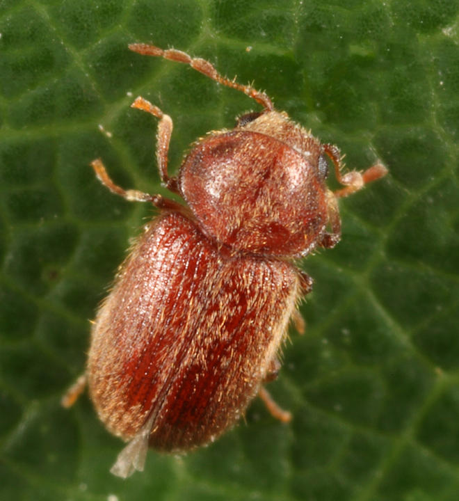 Drugstore Beetle - Stegobium paniceum