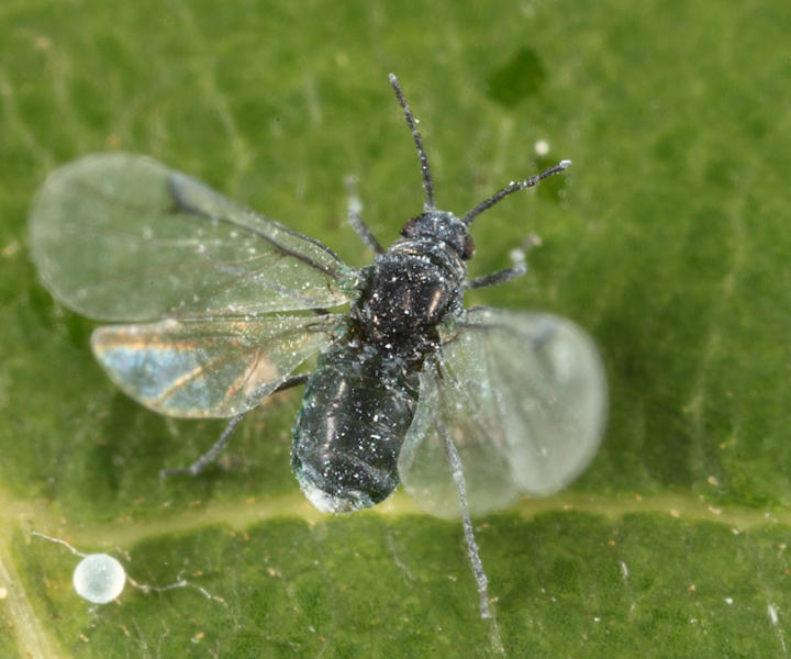 Pemphigus populicaulis