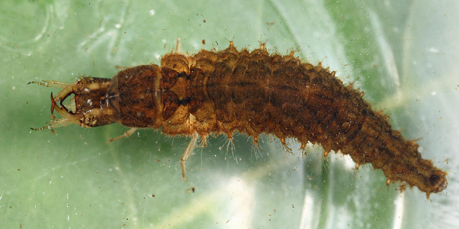 Tropisternus sp. (larva)