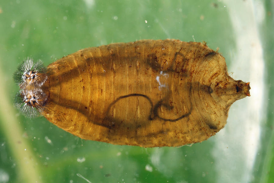 Aquatic fly larva