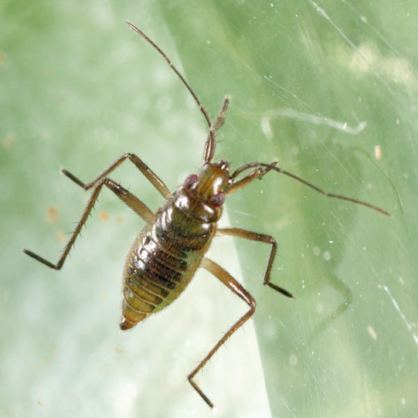 Water Treaders (Mesoveliidae) - Mesovelia sp. (immature)