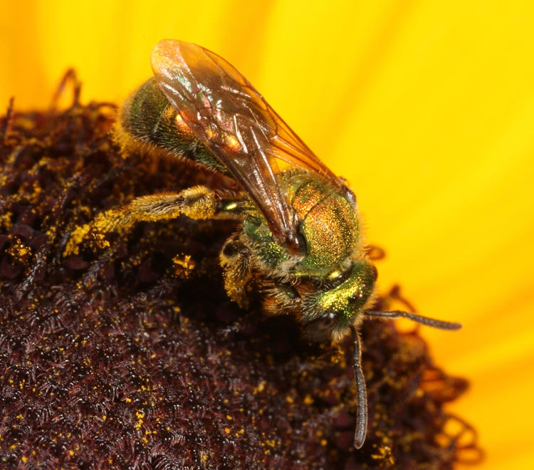 Augochlorella aurata