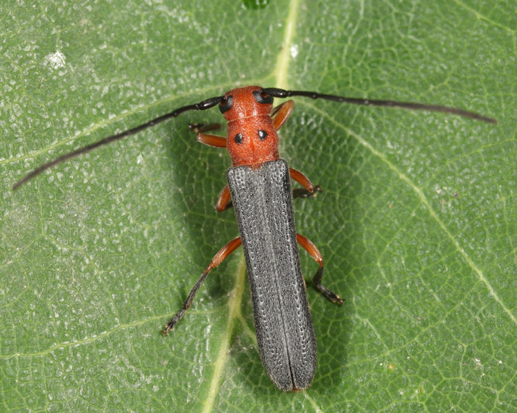 Sumac Stem Borer - Oberea ocellata