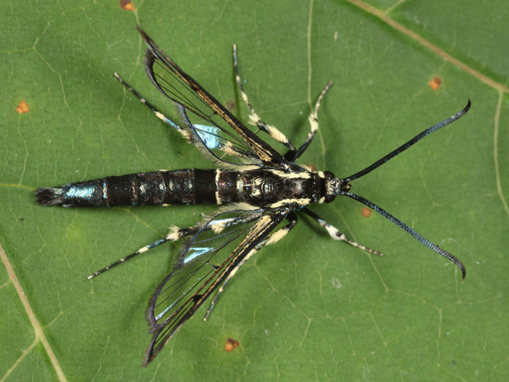 2550 - Lesser Peachtree Borer - Synanthedon pictipes