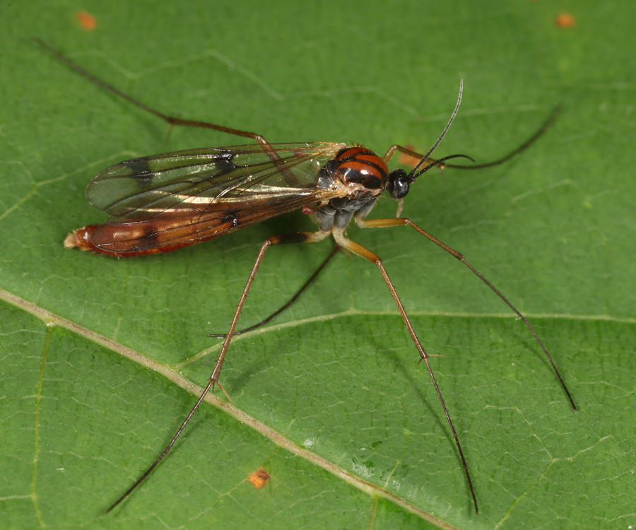 Leptomorphus bifasciatus