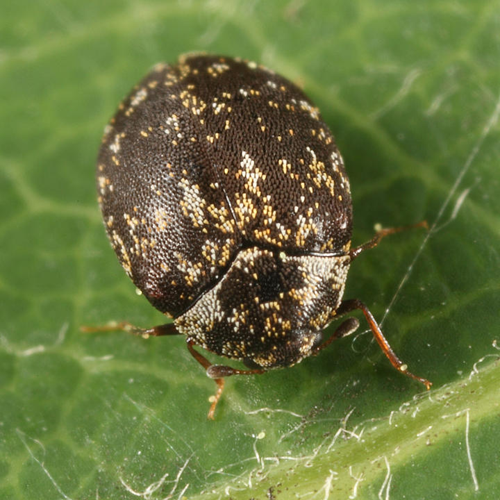 Museum Beetle - Anthrenus museorum