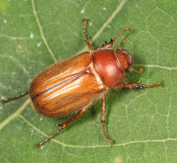 Phyllophaga tristis complex (female)