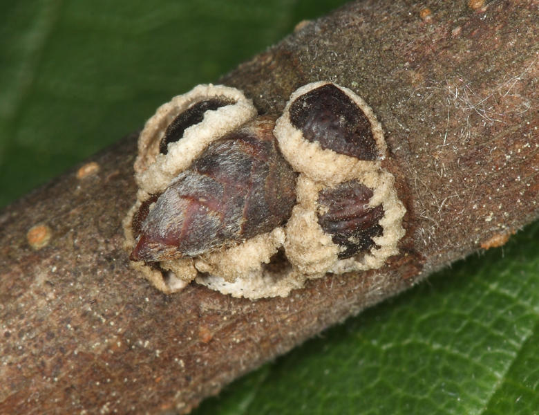 European Elm Scale - Gossyparia spuria