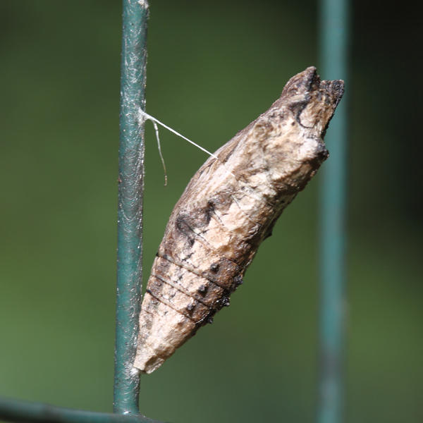 Black Swallowtail - Papilio polyxenes (chrysalis)