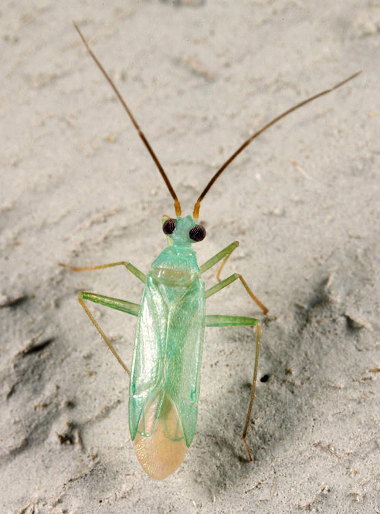 Blepharidopterus provancheri
