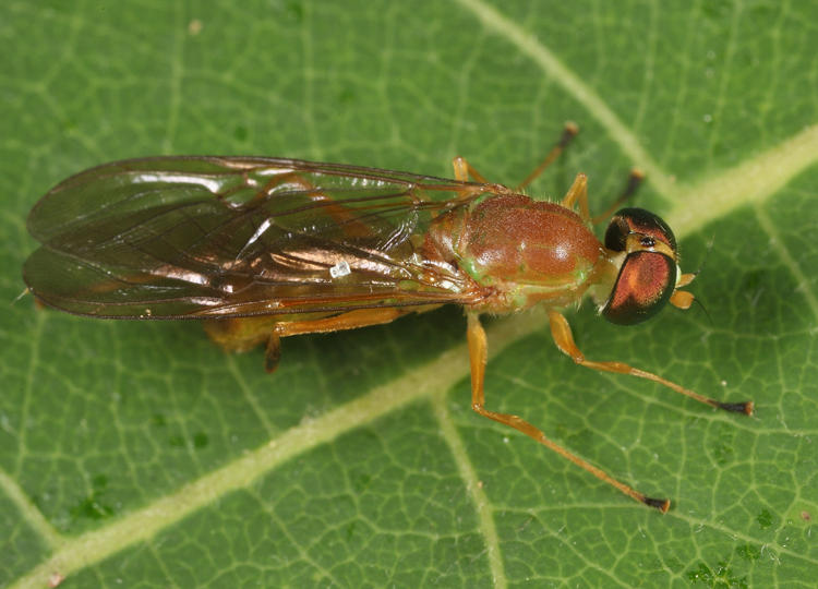 Ptecticus trivittatus