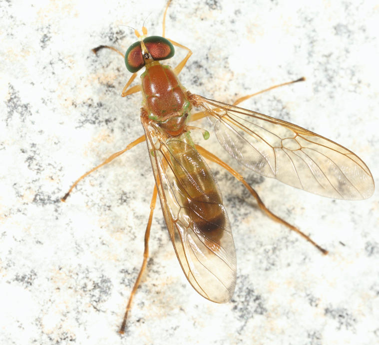 Ptecticus trivittatus