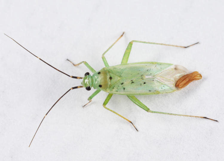 Ilnacora stalii