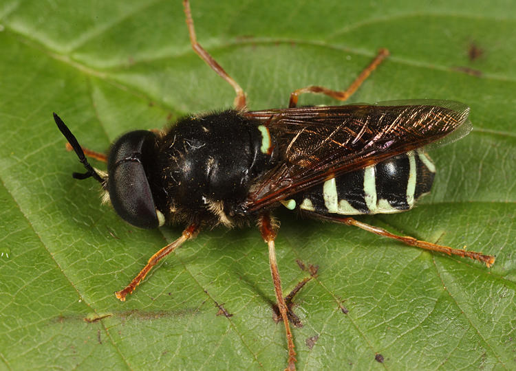 Stratiomys badia
