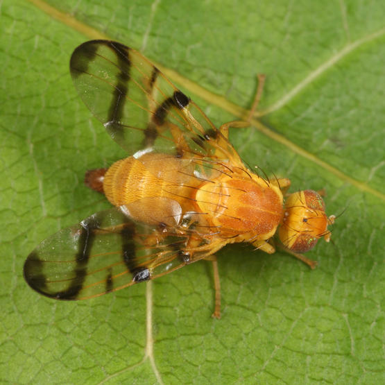 Rose Hip Fly - Rhagoletis basiola