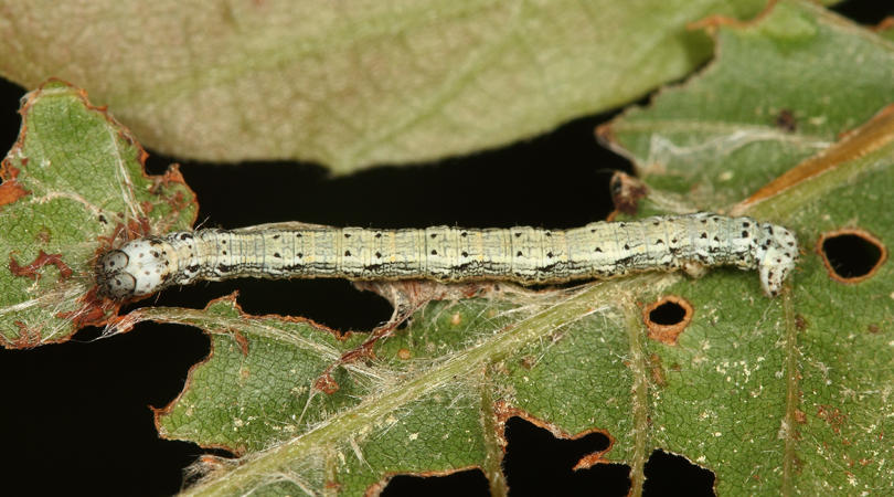 Lambdina sp. (eating beech)