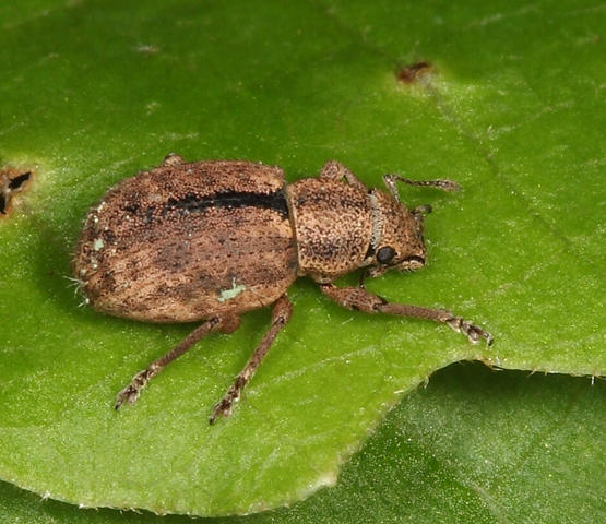 Nut Leaf Weevil - Strophosoma melanogrammum