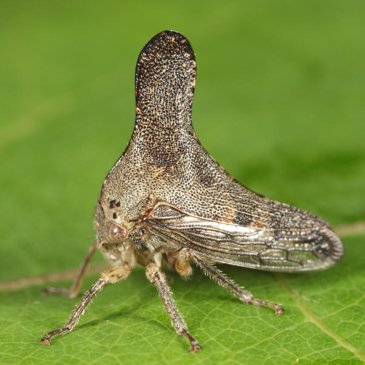 Glossonotus acuminatus