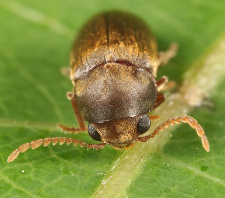 Euvrilletta peltata