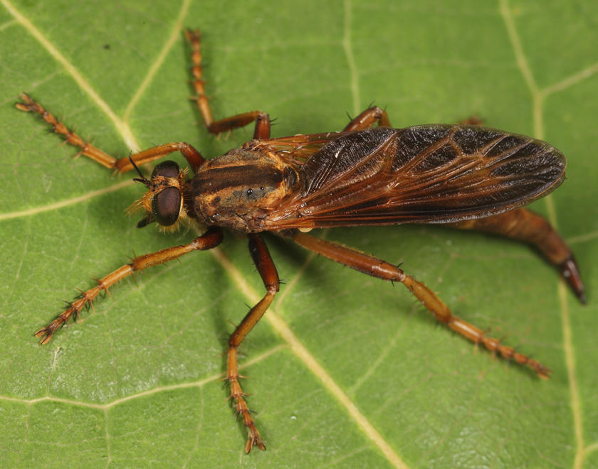Asilus sericeus