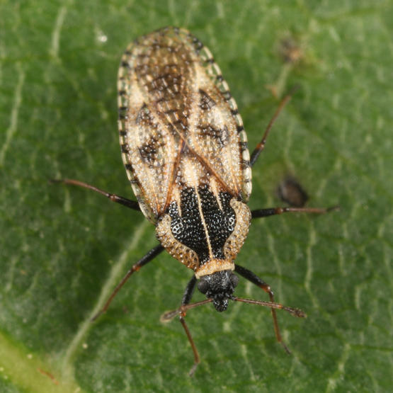 Dictyla echii