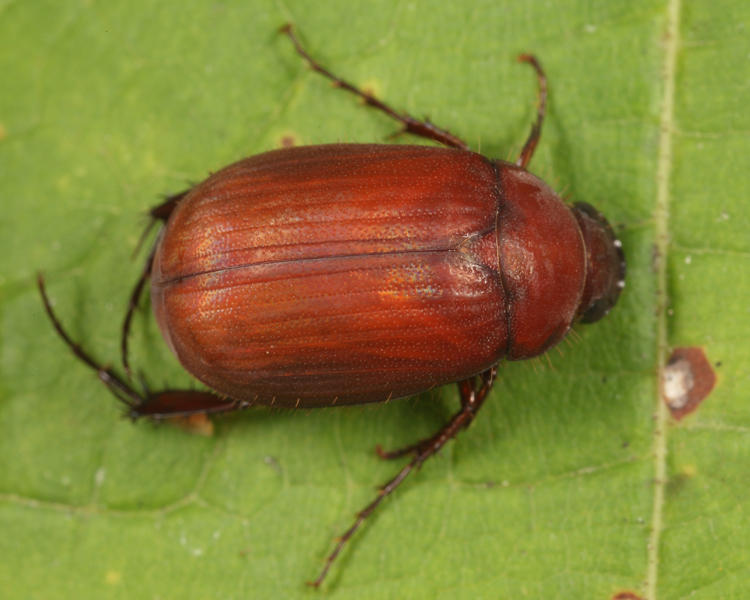 Asiatic Garden Beetle - Maladera castanea