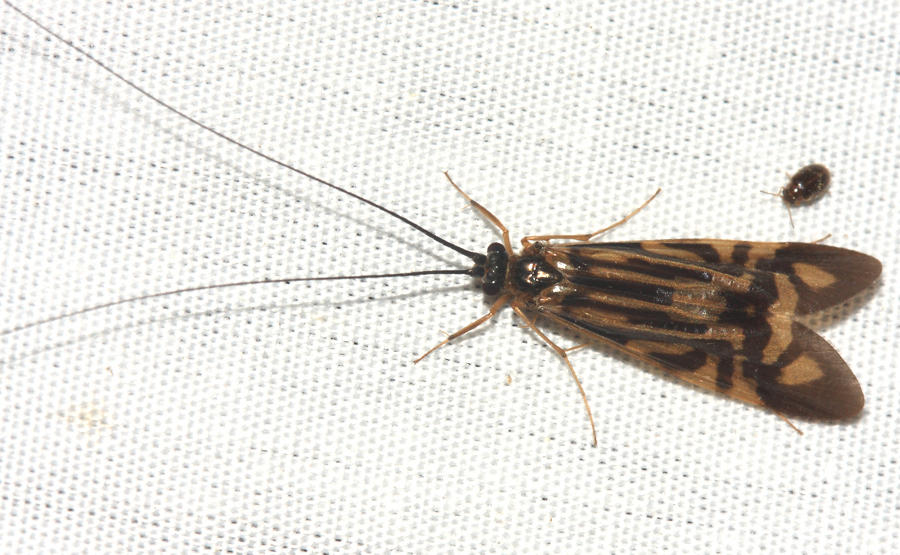 Zebra Caddisfly - Macrostemum zebratum