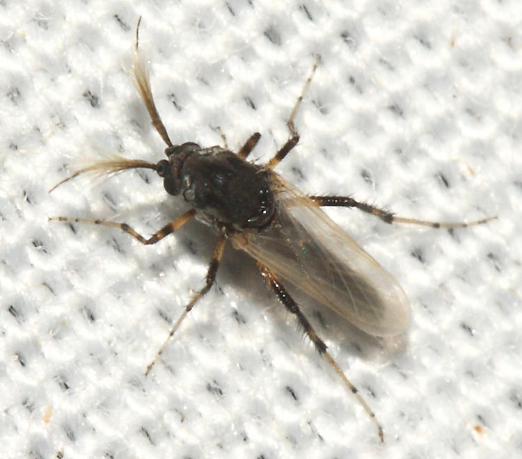 Bezzia nobilis