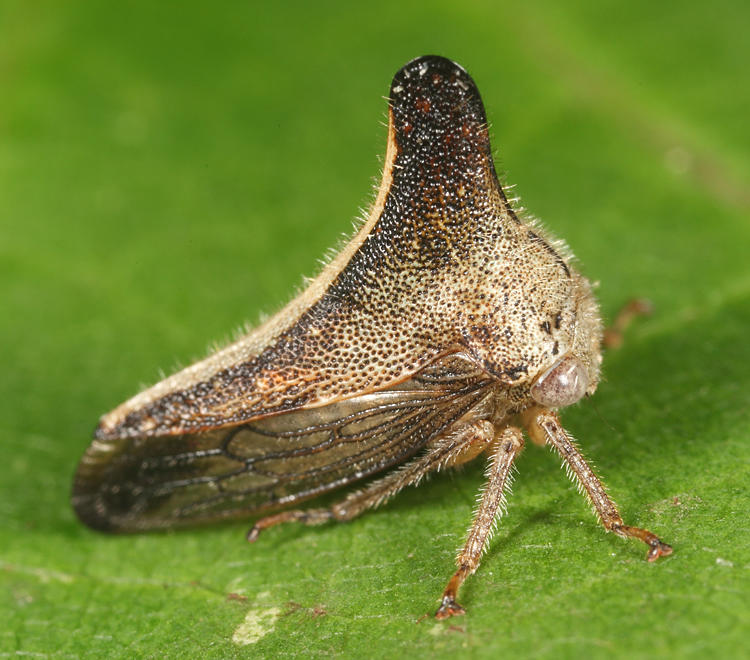 Glossonotus univittatus