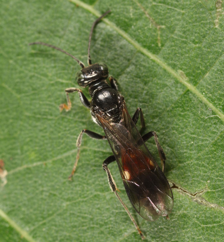 Alysson oppositus