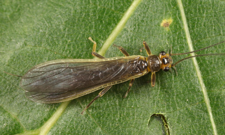 Perlesta nelsoni
