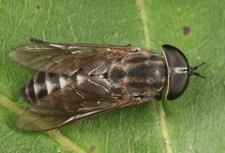 Tabanus nigripes