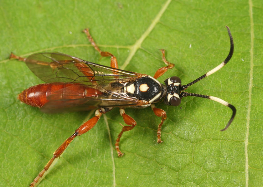 Cratichneumon w-album